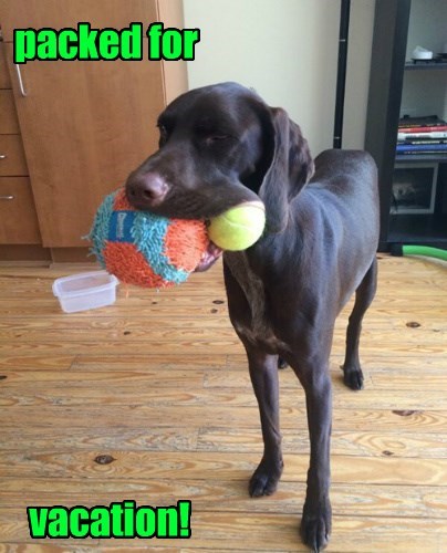 20 Of The Funniest Summer Holiday Pet Pictures