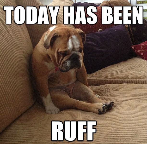 15 Extremely Funny Pet Memes To Improve Your Day
