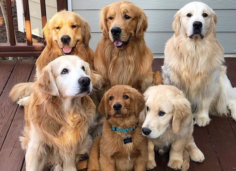 30 Of The Cutest Dogs To Brighten Up Your Day
