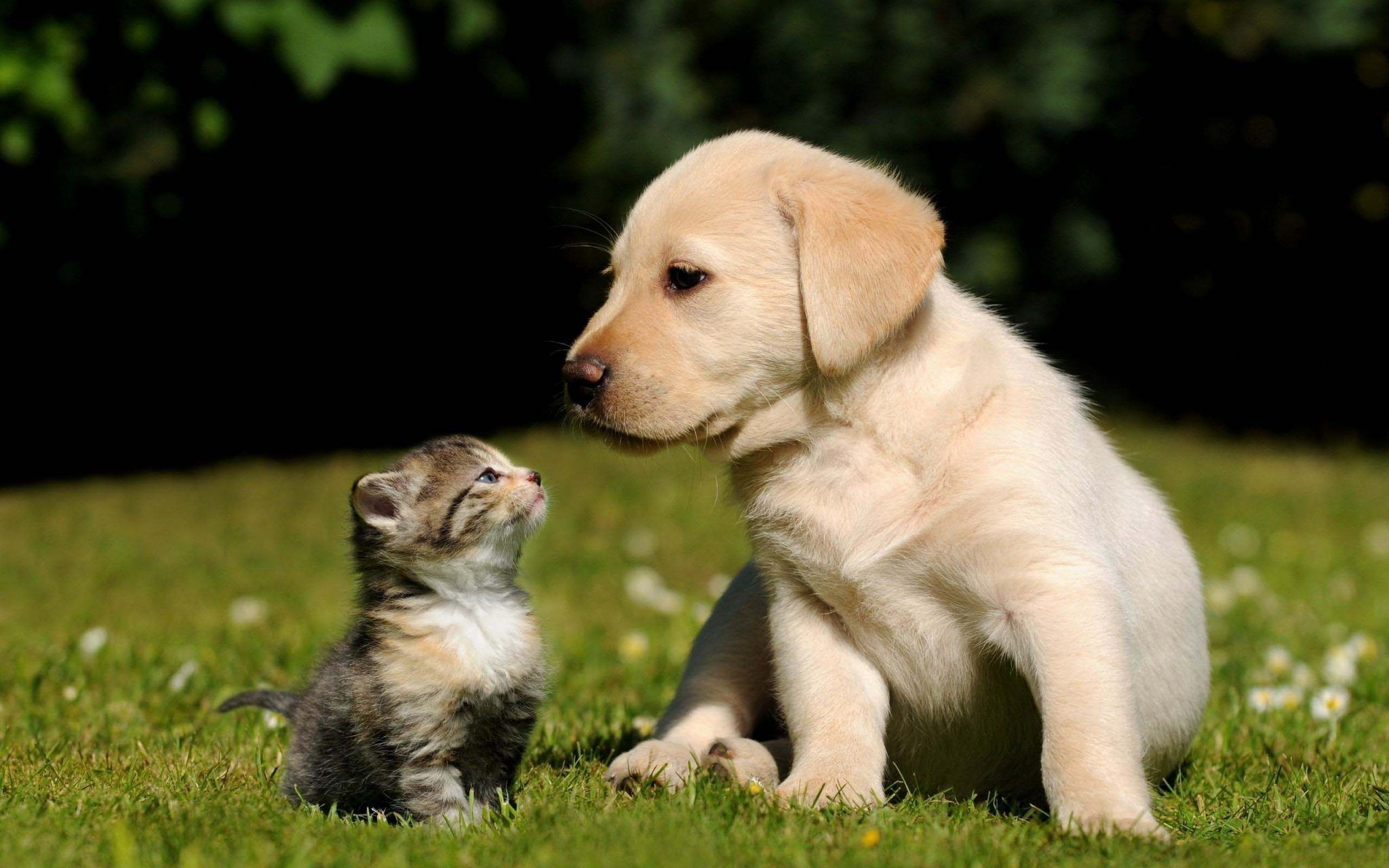30 Of The Cutest Dogs To Brighten Up Your Day