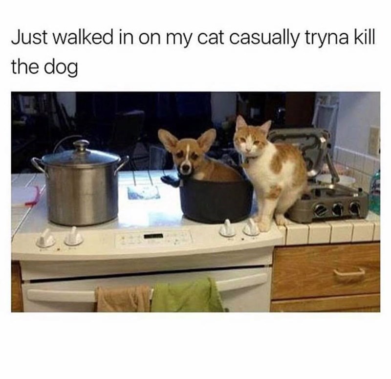 25 Cute And Funny Cat Pictures For Cat Parents