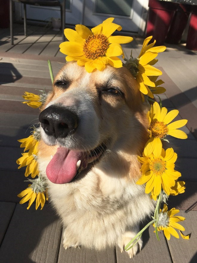20 Of The Cutest Dog Pictures You Absolutely Must See 