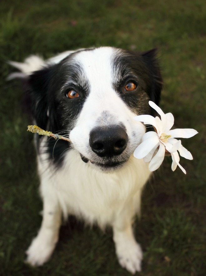 20 Of The Cutest Dog Pictures You Absolutely Must See 