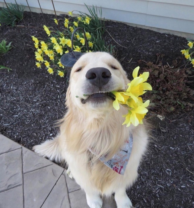 20 Of The Cutest Dog Pictures You Absolutely Must See 
