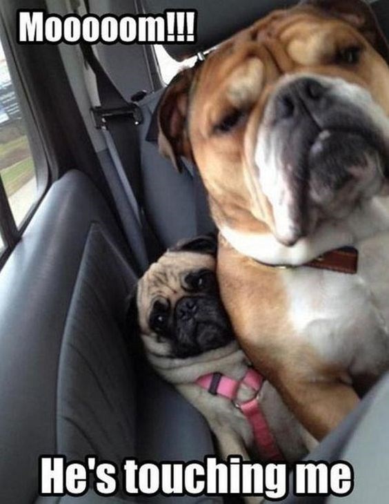 20 Of The Cutest Dog Pictures You Absolutely Must See 