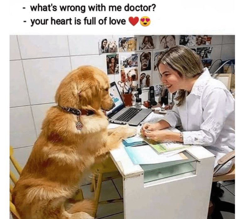 20 Of The Cutest Dog Pictures You Absolutely Must See 