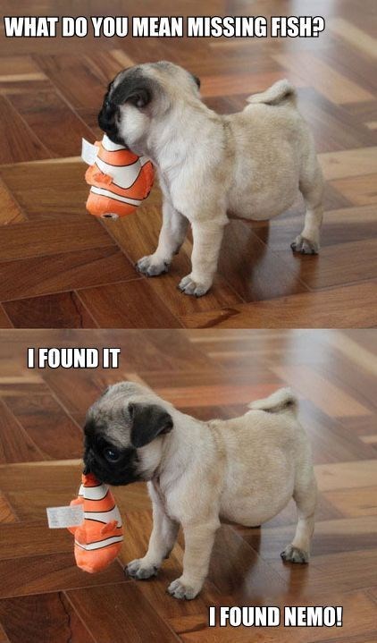 20 Of The Cutest Dog Pictures You Absolutely Must See 