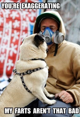 20 Of The Cutest Dog Pictures You Absolutely Must See 