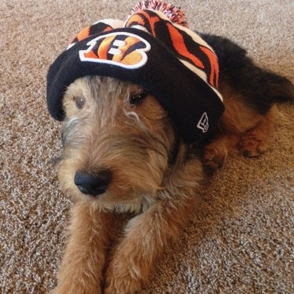 20 Of The Cutest Dog Pictures You Absolutely Must See 