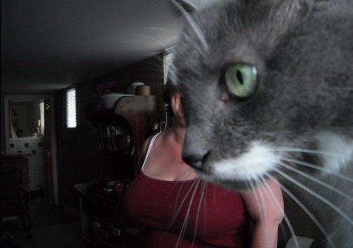 20 Epic Photo Bombs 