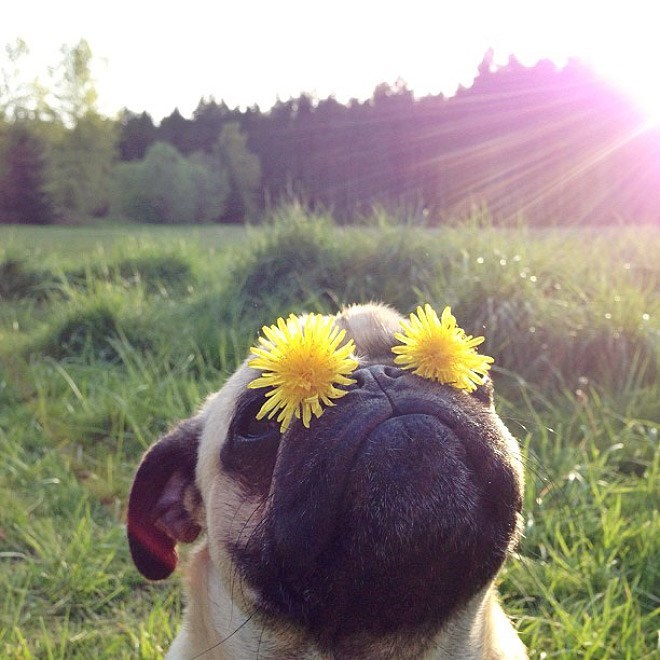 20 Of The Cutest Dog Pictures You Absolutely Must See 