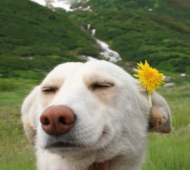 20 Of The Cutest Dog Pictures You Absolutely Must See 