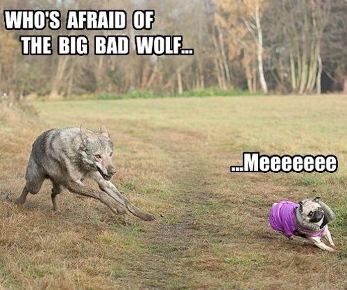 20 Of The Cutest Dog Pictures You Absolutely Must See 