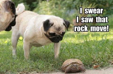 20 Of The Cutest Dog Pictures You Absolutely Must See 
