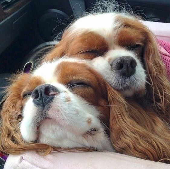 20 Of The Cutest Dog Pictures You Absolutely Must See 