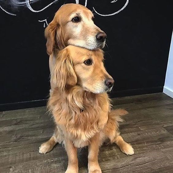 20 Of The Cutest Dog Pictures You Absolutely Must See 