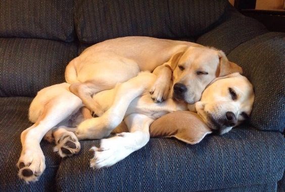 20 Of The Cutest Dog Pictures You Absolutely Must See 