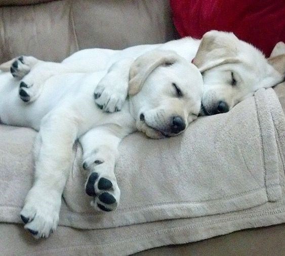 20 Of The Cutest Dog Pictures You Absolutely Must See 