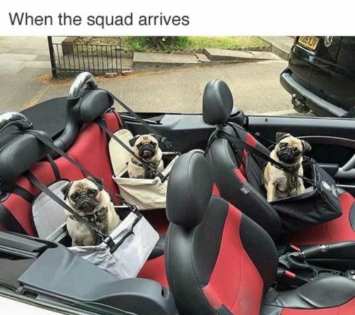 20 Of The Cutest Dog Pictures You Absolutely Must See 