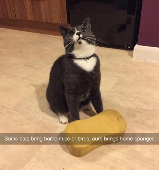 30 Great Cat Memes For All The Cat Lovers Out There 