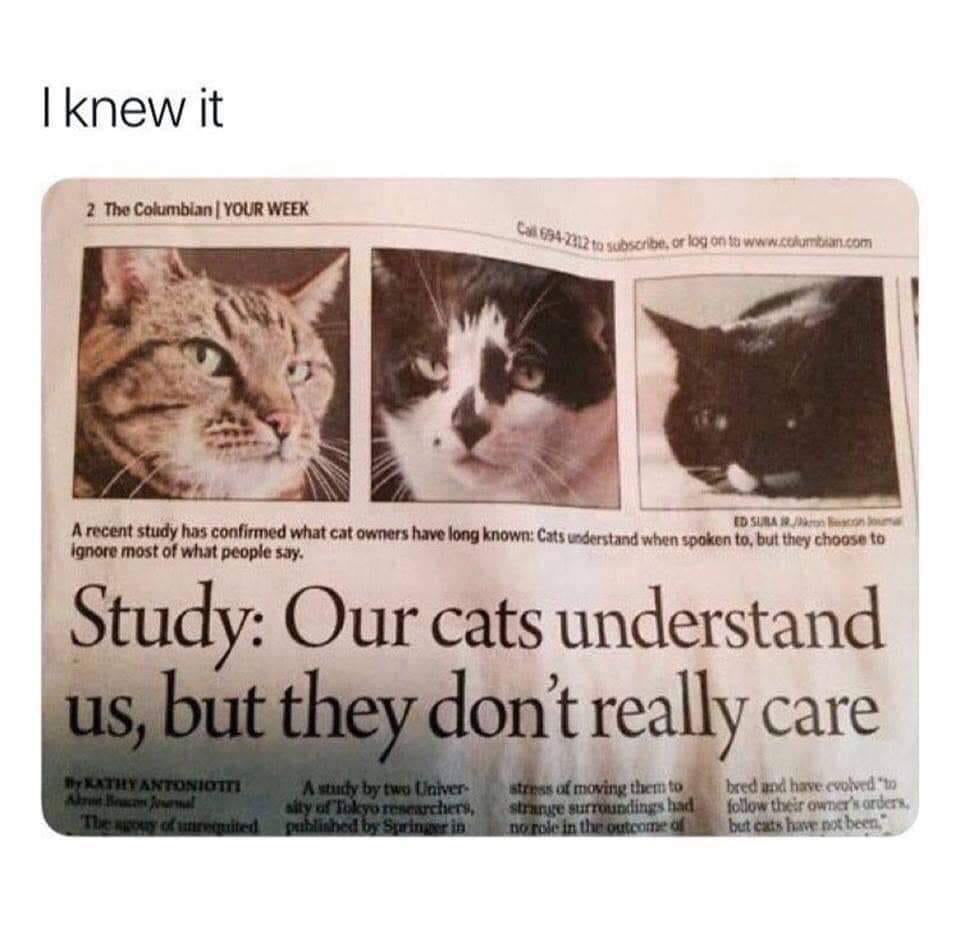 30 Great Cat Memes For All The Cat Lovers Out There 