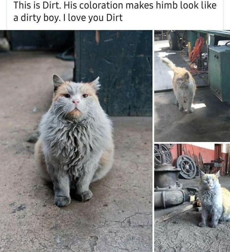 30 Great Cat Memes For All The Cat Lovers Out There 