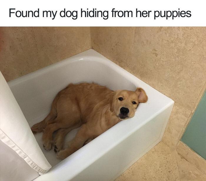 30 Extremely Cute Dog Memes To Start Your Day With