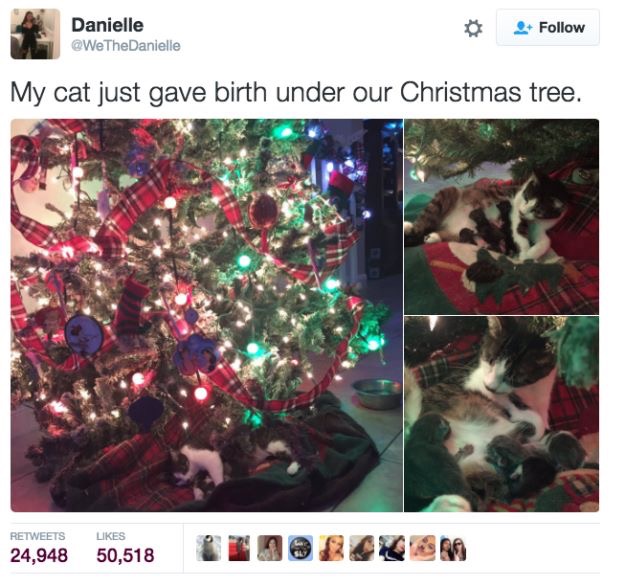 30 Cute And Wholesome Memes To Make You Feel Good