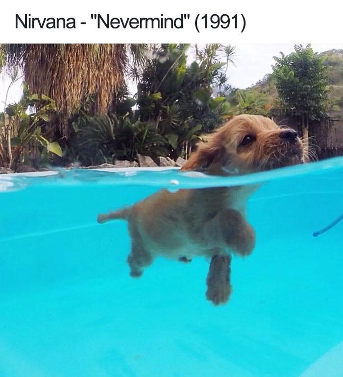 30 Extremely Cute Dog Memes To Start Your Day With