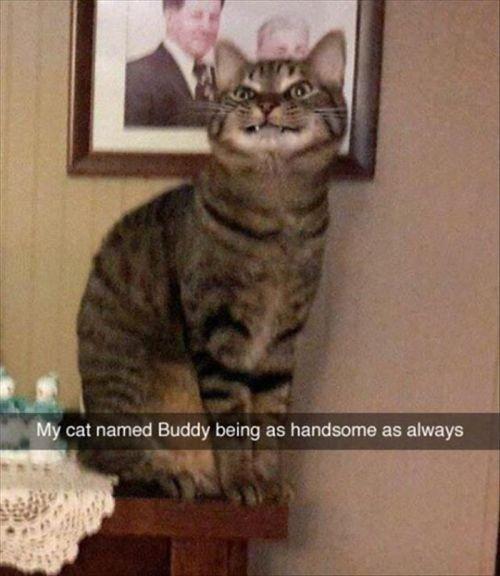 30 Great Cat Memes For All The Cat Lovers Out There 