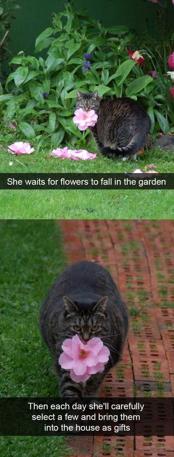 30 Great Cat Memes For All The Cat Lovers Out There 