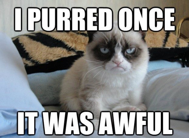 30 Hysterical Cat Memes You Must See 