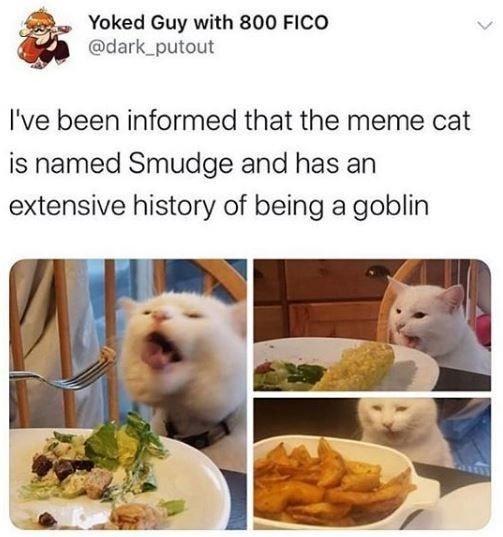 30 Great Cat Memes For All The Cat Lovers Out There 
