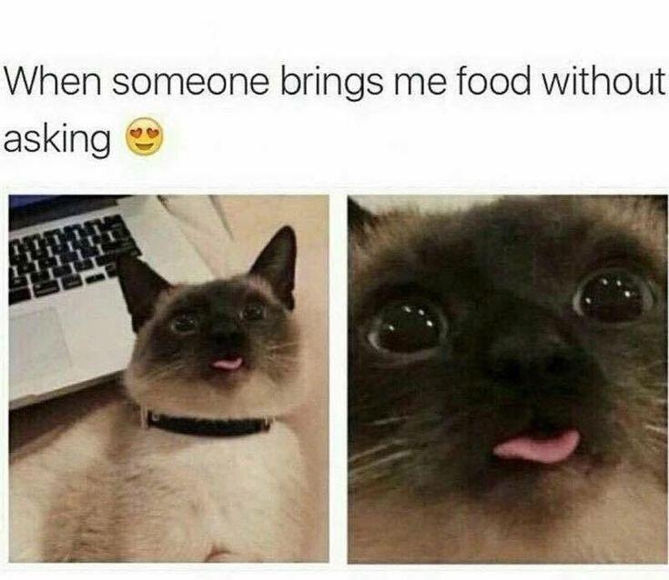 30 Great Cat Memes For All The Cat Lovers Out There 