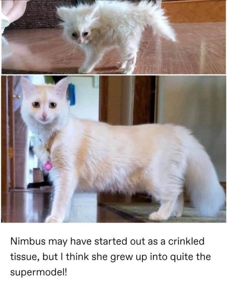 30 Great Cat Memes For All The Cat Lovers Out There 