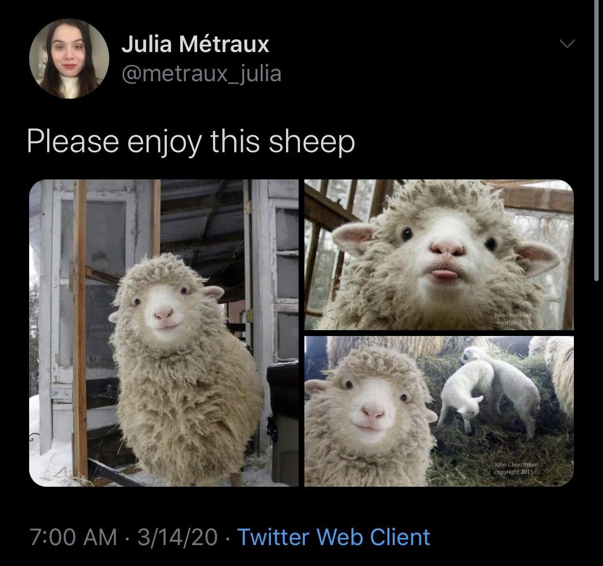 30 Amazing Memes About Pets And Animals 