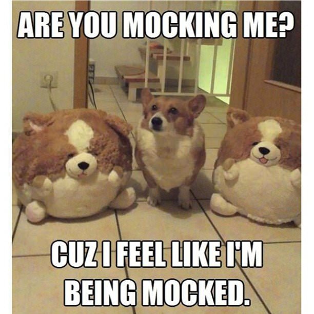 30 Amazing Memes About Pets And Animals 