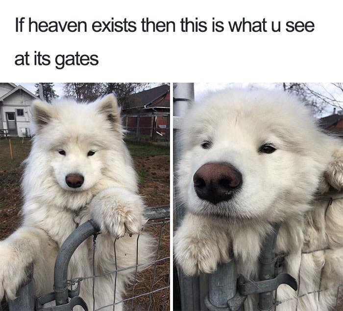 30 Extremely Cute Dog Memes To Start Your Day With