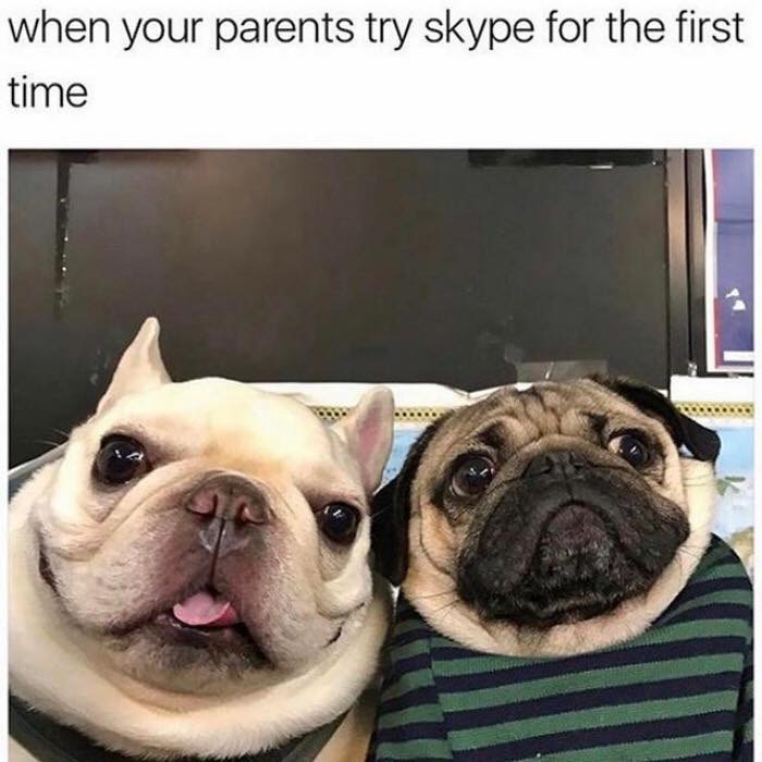 30 Extremely Cute Dog Memes To Start Your Day With