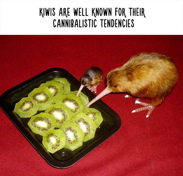30 Amazing Memes About Pets And Animals 