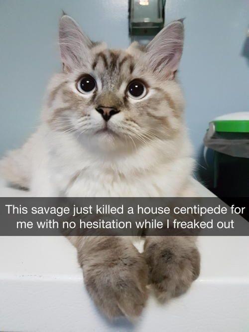 30 Great Cat Memes For All The Cat Lovers Out There 