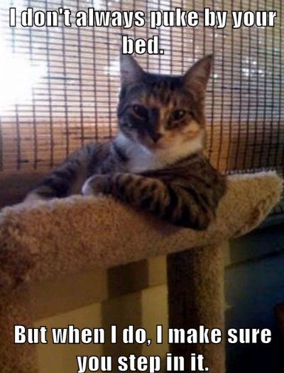 30 Hysterical Cat Memes You Must See 