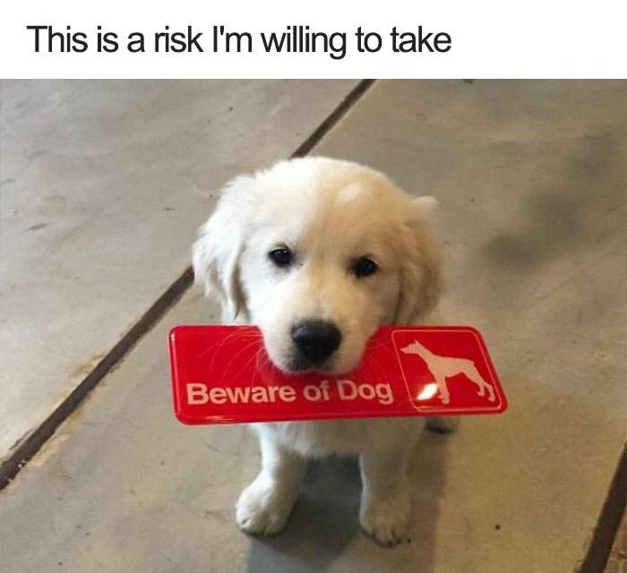 30 Extremely Cute Dog Memes To Start Your Day With