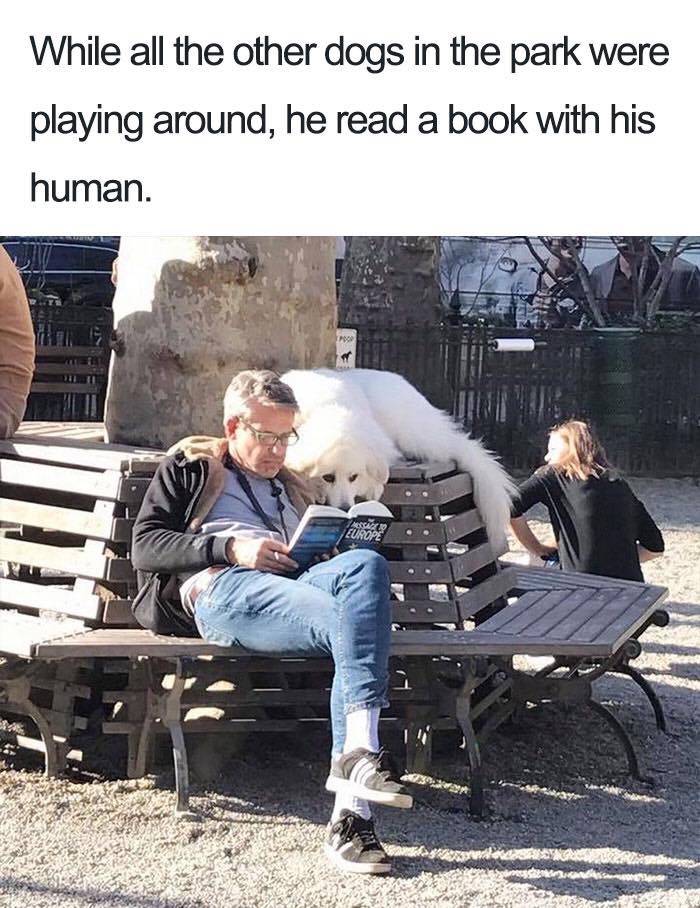 30 Extremely Cute Dog Memes To Start Your Day With