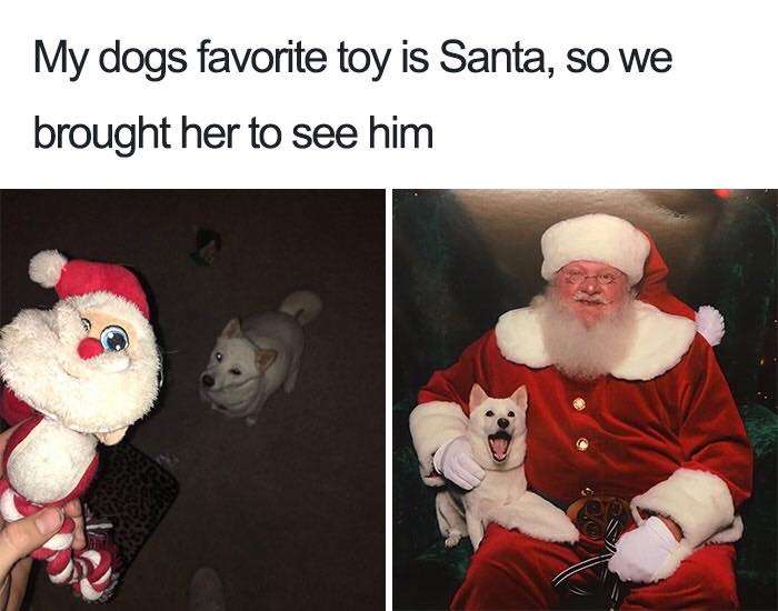 30 Extremely Cute Dog Memes To Start Your Day With