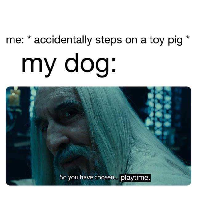 30 Amazing Memes About Pets And Animals 