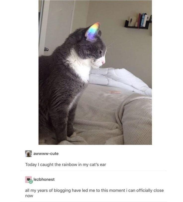 30 Great Cat Memes For All The Cat Lovers Out There 