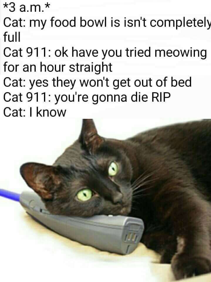 30 Amazing Memes About Pets And Animals 