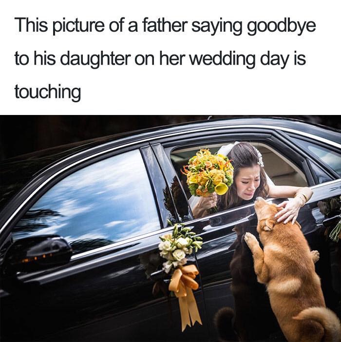 30 Extremely Cute Dog Memes To Start Your Day With