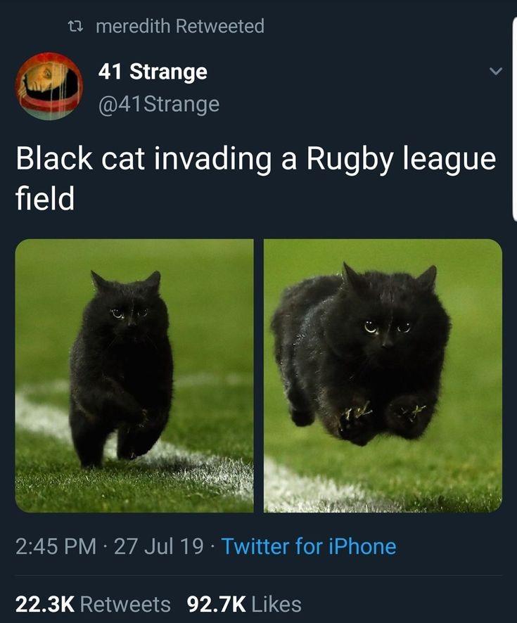 30 Great Cat Memes For All The Cat Lovers Out There 